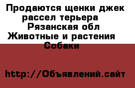 Продаются щенки джек рассел терьера  - Рязанская обл. Животные и растения » Собаки   